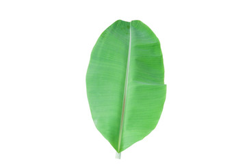 Banana leaves isolated on a white background.