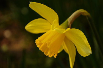 Photo of yellow flowers narcissus. Background Daffodil narcissus with yellow buds and green leaves.