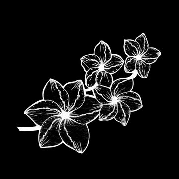 illustration in black pencil. hand painted. one isolated branch with plumeria flowers on a black background.