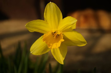 Photo of yellow flowers narcissus. Background Daffodil narcissus with yellow buds and green leaves.