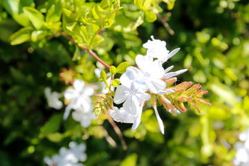 Plumbago with the sunlight on a sunny day in the Park Guell, Barcelona, Spain