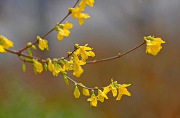 Blooming winter jasmine in the outdoor park