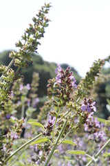 Lavender on a bright sunny day in spring at the Park Guell, Barcelona Spain
