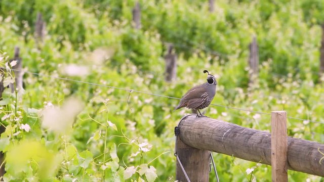 California quail in New Zealand on top of a wooden fence  surrounded by gree grass