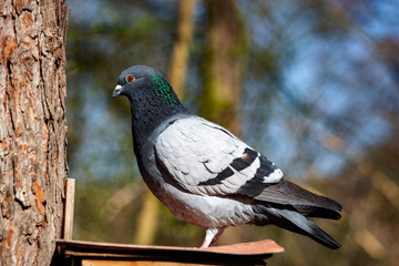 gołąb w parku  © Dariusz Grochal 