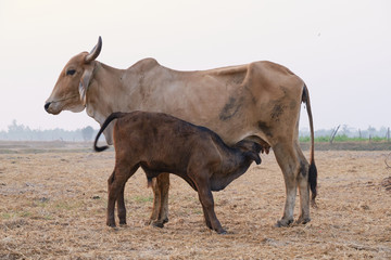 The cow is breastfeeding in outdoor
