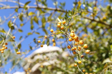 Fruits of Duranta erecta (Golden dewdrop or Pigeon berry or Skyflower) on a sunny day in the Park Guell, Barcelona Spain