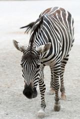Una zebra cammina verso il fotografo