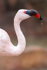 Fototapeta premium Fenicottero rosa in primo piano