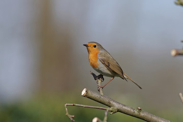 ein rotkehlchen sitzt auf einem kahlen zweig