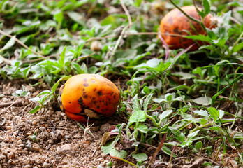 Areca nut on the ground in the park