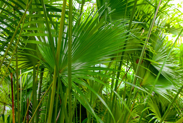Fototapeta na wymiar Leaves of palm trees in the park