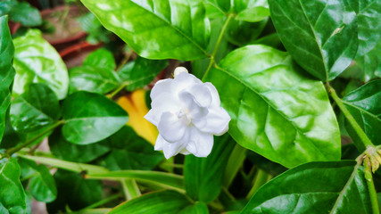 Obraz na płótnie Canvas White Flower in the Garden | Jasminum Sambac