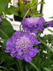 Beautiful blooming of purple flowers in the garden