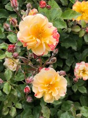 Beautiful wild yellow rose and the buds on the street