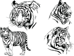 vector drawings sketches different predator , tigers lions cheetahs and leopards are drawn in ink by hand , objects with no background