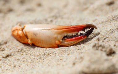 Crab claw lies on the sand