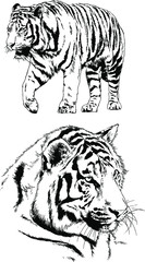 vector drawings sketches different predator , tigers lions cheetahs and leopards are drawn in ink by hand , objects with no background