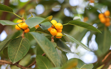 Yellow berries on a tree