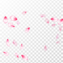 Spring blossom isolated petals flying