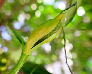 Jack fruit grows on a tree