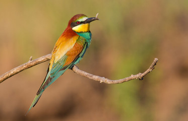 Obraz premium Bee-eater, Merops apiaster. The most colorful bird of Eurasia. Bird caught prey