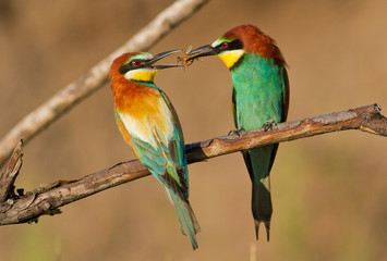 Bee-eater, Merops apiaster. The male gives the female a gift
