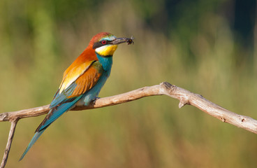 Bee-eater, Merops apiaster. The most colorful bird of Eurasia. Bird caught prey
