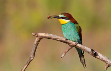 Bee-eater, Merops apiaster. The most colorful bird of Eurasia. Bird caught prey