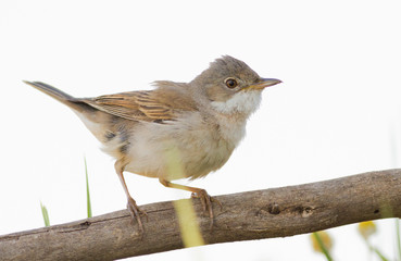 Whitethroat, Sylvia communis. Bird ruffled feathers