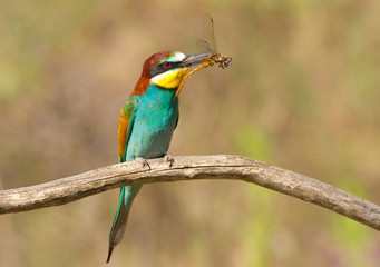Bee-eater, Merops apiaster. А bird sits on a branch and holds a dragonfly in its beak