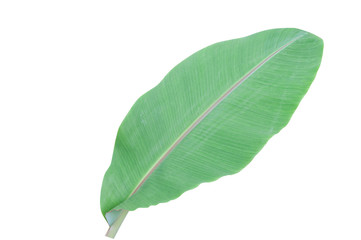 Banana leaves isolated on a white background.