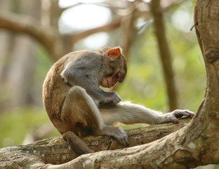 monkey sitting on a tree branch