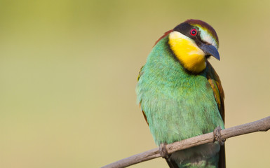 Common bee-eater, Merops apiaster. Bird tilted its head and looks with one eye