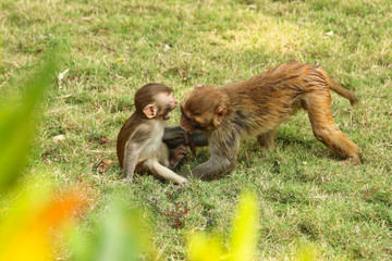 young monkeys fight on green grass