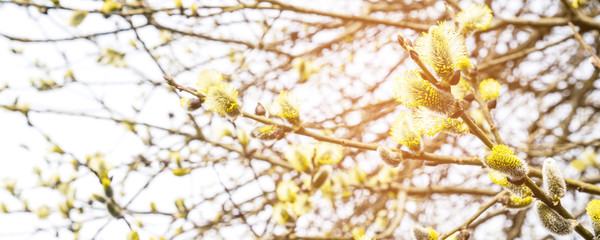 Branches of a flowering willow on a light background