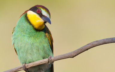 Common bee-eater, European bee-eater, Merops apiaster. Bird tilted its head and looks with one eye