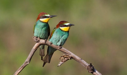 Common bee-eater, European bee-eater, Merops apiaster. Bird family sits together on a branch