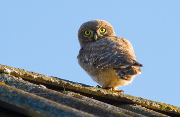 Little owl, Athene noctua. A bird sits on an old roof. Young owl