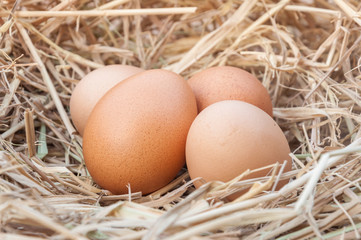 Close up shot of an empty egg on a straw