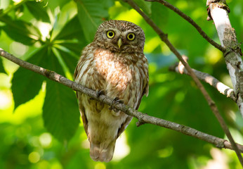 Little owl. The bird sits on a branch and carefully looks into the eyes