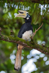 Oriental Pied-hornbill - Anthracoceros albirostris, small beautiful hornbill from Southeast Asian forests and woodlands, Pangkor island, Malaysia.