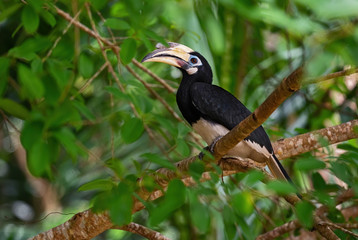 Oriental Pied-hornbill - Anthracoceros albirostris, small beautiful hornbill from Southeast Asian forests and woodlands, Pangkor island, Malaysia.