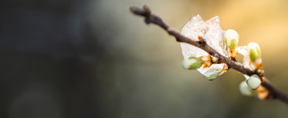 branch with buds covered in fresh ice. Dark background with sun rays lighting the branch in spring