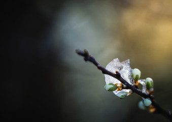 branch with buds covered in fresh ice. Dark background with sun rays lighting the branch in spring