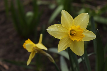 Fototapeta premium daffodil flower with water drops
