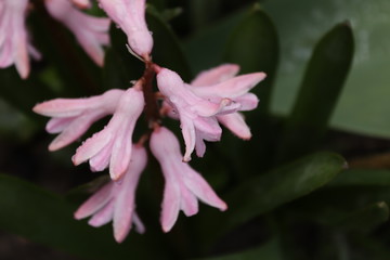 hyacinth flower on a flower bed with drops of water