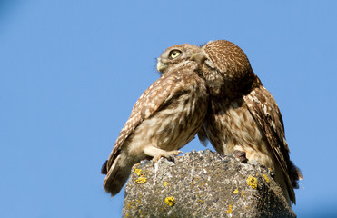 Little owl, owlet, Athene noctua. Mom combing feathers to your child