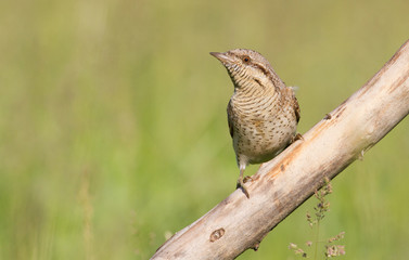 Wryneck, Jynx, Jynx torquilla. A bird sits on a thick old dry branch