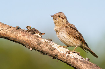 Wryneck, Jynx, Jynx torquilla. A bird sits on a thick old dry branch